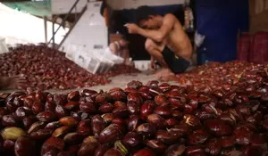 Harga Jengkol di Bogor Tembus Rp100 Ribu Per Kilogram, Menu Semur Jengkol di Tukang Nasi Uduk Libur Dulu