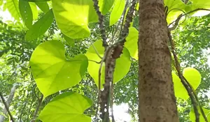 Cek Mitos atau Fakta: Apakah Brotowali Ampuh Mengobati Kanker?