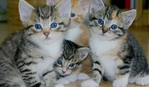 Masih Ada Negara dengan Penduduk yang Makan Daging Kucing Lho! Ini 3 Negaranya, Deket Banget Sama Indonesia