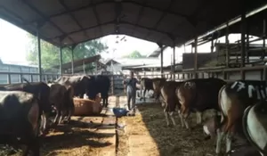 Jelang Iduladha, DKPPP Bekasi Sisir Lapak Hewan Kurban, Pastikan Sehat dan Bebas PMK