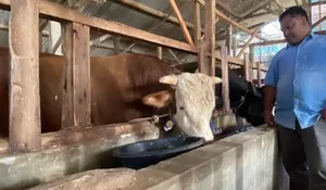 Si Mayor, Sapi Jumbo 1 Ton asal Bandung Barat yang Dipinang Presiden Prabowo untuk Iduladha 1447 H
