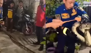 Bikin Panik! Ular Sanca Batik 3 Meter Tiba-tiba Muncul di Kamar Mandi Warga Babelan