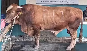 Presiden RI Salurkan Sapi Kurban Jumbo ke Bekasi, Bobotnya Capai 1,2 Ton