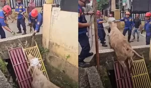 Sapi Kurban Setengah Ton Nyemplung ke Parit, Damkar Bekasi Turun Tangan Evakuasi