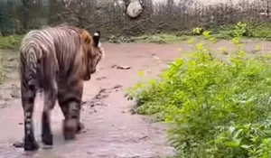 Tudingan Pakan Harimau Dibawa Petugas Dibantah, Ragunan Stok Daging 128 kg Sehari