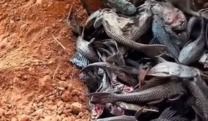 Ancaman Ikan Sapu-Sapu di Jakarta: Kerusakan Turap dan Ekosistem Memicu Aksi Penangkapan Massal