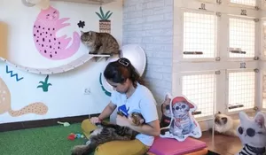 5 Tempat Penitipan Kucing dan Anjing di Jabodetabek Saat Mudik Lebaran 2025