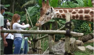 Ada Pengalihan Jalur, Wisatawan yang Ingin Merayakan Malam Tahun Baru 2024 di Taman Safari Bogor Dimina Berangkat Lebih Awal