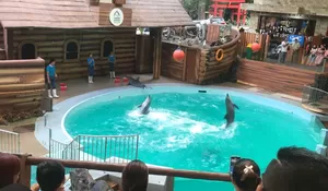 Promo Tiket Taman Safari Bogor, Harga Mulai Rp180 Ribu, Berlaku Selama November 2023