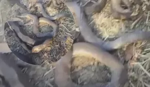 Ngeri! Viral Ular-ular Besar Ditemukan Hangus Terbakar di Gunung Sindur Setelah Kebakaran Lahan