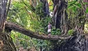 Pesona Keindahan Jembatan Akar di Yogyakarta yang Lagi Viral, Simak Rute, Harga Tiket Masuk, dan Jam Buka di Sini