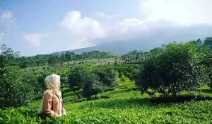 Gak Kalah Indah dari Puncak! Ada Spot Healing Murah Meriah yang Tawarkan Keindahan Perkebunan Teh dan Tebing Batu Raksasa di Garut, HTM Rp 5 Ribu Aja!