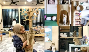 Cat Lovers Wajib Tahu, Ternyata di Bogor ada Cafe Kucing loh, Yuk Intip Tempat dan Lokasinya