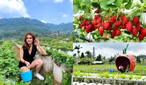 Modal Rp15 Ribu Bisa Nyobain Wisata Petik Strawberry di Puncak Bogor, Cuma 5 Menit Loh dari Masjid Atta'Awun, Kuy Kesini!