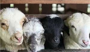 Viral di Cianjur Lahir Anak Domba Bermata Satu, Begini Penampakannya