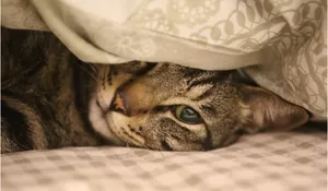 Video Detik-detik Bapak Kos di Semarang Kepergok Makan Kucing Liar Hingga Peliharaan, Dieksekusi dengan Cara Ini