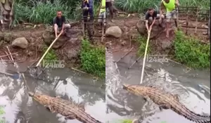 Penangkaran Jebol Gegara Diguyur Hujan Deras, Warga Cianjur Panik Buaya Lepas hingga Masuk ke Pemukiman