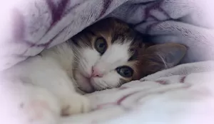 Heboh, Seorang Pria di Kelapa Gading Tega Tembak Kucing Timmy Pakai Senapan Angin di Kepala Sampai Mati, Begini Motifnya