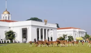 Antara Rusa Totol dan Istana Bogor, Begini Cerita Unik Dua Warisan Sejarah yang Tak Terpisahkan Sejak Masa Penjajahan
