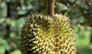 Ini 6 Jenis Durian Si 'Raja Buah' dengan Cita Rasa Khas dan Aroma yang Memikat Warga Indonesia
