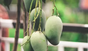 5 Jenis Mangga Terbesar di Indonesia, Buah Favorit Masyarakat Indonesia yang Selalu Ada di Pasar Lokal dan Ekspor