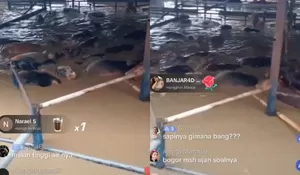 Viral! Video Puluhan Sapi Terkepung Banjir di RPH Bekasi Utara, Netizen Minta Pemkot Segera Evakuasi