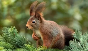 Apakah Boleh Seorang Muslim Makan Daging Tupai? Bagaimana Hukumnya? Simak Penjelasan Ulama