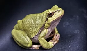 Bagaimana Hukum Memakan Kodok? Apakah Halal atau Haram? Ini Kata Ustadz Khalid Basalamah