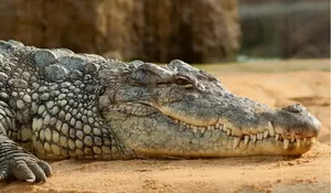 Halal atau Haram? Ini Dia Hukum Makan Daging Buaya dalam Islam, Simak Penjelasan Ulama Ini!
