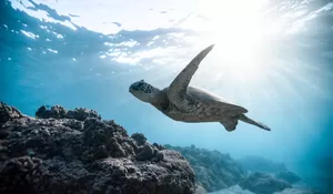 Hukum Makan Penyu dalam Pandangan Islam, Apakah Halal atau Haram? Ini Penjelasan Ulama