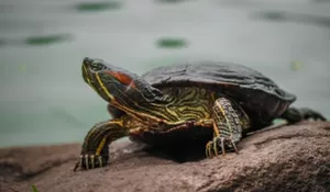 Kura Kura Boleh Dikonsumsi Atau Tidak? Apakah Halal atau Haram? Ini Penjelasan Ulama!