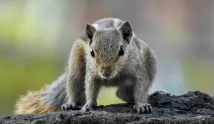 Ternyata Ini Hukum Mengonsumsi Bajing dalam Islam, Simak Penjelasan dari Gus Baha!