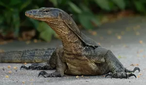 Tertarik Coba Memakan Daging Biawak, Tapi Bagaimana Hukumnya? Ini Pendapat Para Ulama