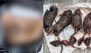 ICW Semprot Polisi untuk Serius Usut Pengirim Teror Kepala Babi dan Bangkai Tikus ke Kantor Tempo