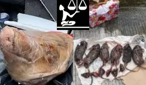 LBH Duga Pelaku Teror Kepala Babi dan Bangkai Tikus yang Diterima Tempo dari Kelompok yang Sama