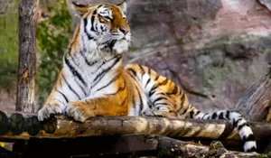 Libur Lebaran Mau ke Mana? Yuk Intip Harga Tiket Masuk Ragunan, Ancol, dan TMII