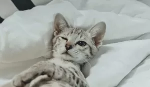 Bagaimana Cara Mengatasi Overthinking di Malam Hari? Ini Dia 7 Cara Ampuh Agar Kamu Tidak Insomnia