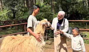 Glamping Anti Ribet di Tangkal Pinus Bandung, Bisa Main Bareng Alpaca hingga ATV