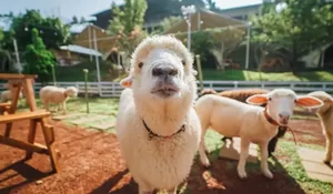 Unik Banget! Wooly Hotel and Glamping Bogor Tawarkan Pengalaman Sarapan Bareng Domba, Cuma 2 Jam dari Jakarta!