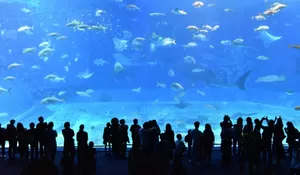 Mau Lihat Ikan Tapi Gamau Ke Laut? Cek Disini 5 Aquarium Terbaik yang Cocok Buat Akhir Pekan Kamu