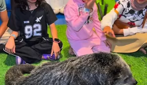 Ada Pertunjukan Mermaid hingga Safari Laut, Berikut Aktivitas Seru di Jakarta Aquarium Safari 