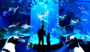 Sederet Aktivitas Seru di Jakarta Aquarium Safari: Ada Pertunjukan Mermaid hingga Hewan Laut