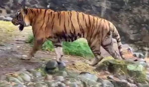 Geger! Daging Makanan Harimau Kebun Binatang Ragunan Diduga Dibawa Pulang Petugas, Pramono Anung Bilang Begini