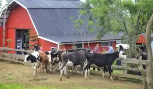 Harga Merakyat, Erif Dairy Farm Wisata Murah Meriah Untuk Semua Kalangan