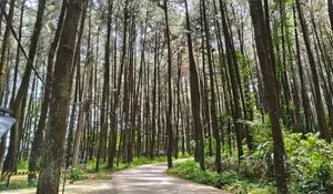 Rute Singkat View Menawan, Alternatif Healing Alam di Bukit Paniisan Bogor