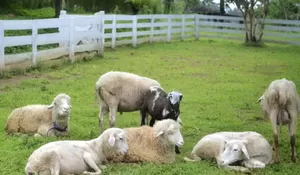 Rekreasi Seru Bersama Keluarga di Erif Dairy Farm, Belajar Sambil Bermain di Tengah Alam