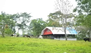 Erif Dairy Farm Ciptakan Suasana Ala New Zealand di Tengah Puncak Bogor
