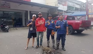 Monyet Liar Masuk Pemukiman Warga  Sukmajaya