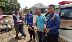 Resahkan  Warga, Ular Liar 3 Meter di Kalimulya Ditangkap Damkar Kota Depok 