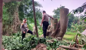 Polsek Tajurhalang Pangkas Pohon Rawan Tumbang 